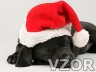 Spící štěně, Vánoční mazlíčci - Vánoce, vánoční na mobil - Ikonka